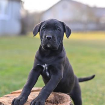 Cane Corso kiskutyák eladók