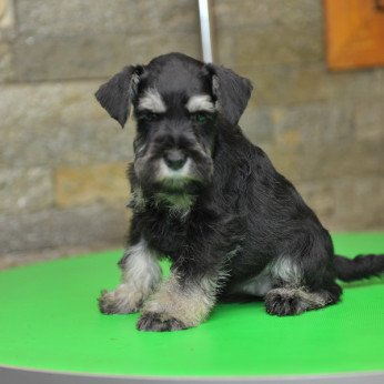 Miniatűr schnauzer GYÖNYÖRŰ kutyusok