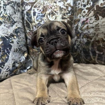 Francia bulldog kölykök