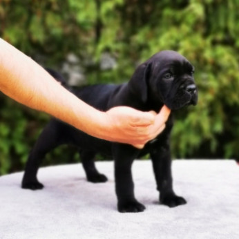 Cane Corso kölykök