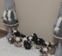 Shih-tzu babák Eladók!