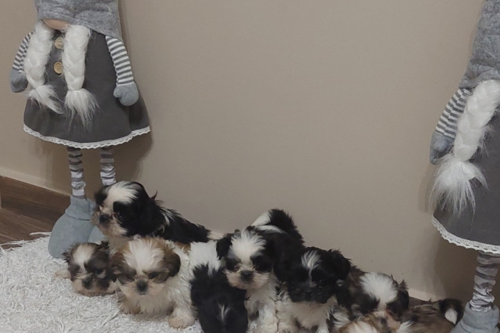 Shih-tzu babák Eladók!