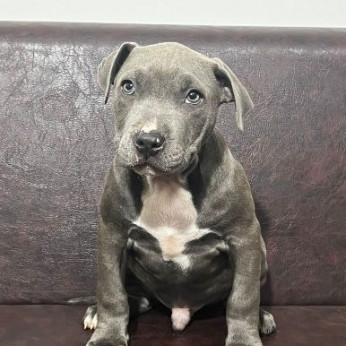 Amerikai pitbull terrier kölykök