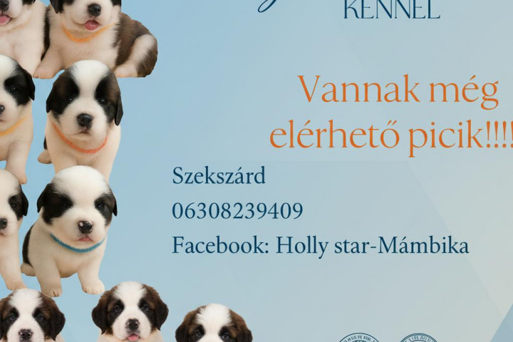 Bernáthegyi kiskutyák Minőségi Tenyészetből!