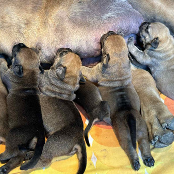Dél-afrikai masztiff – Boerboel kölykök