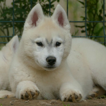 szibériai husky GYÖNYÖRŰ kutyusok