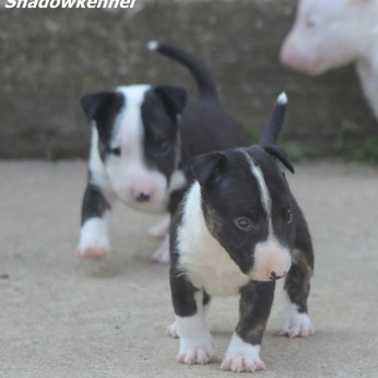 Mini bullterrier kölykök