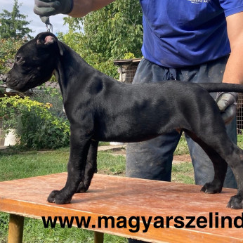 Szelindek típusú kiskutyák