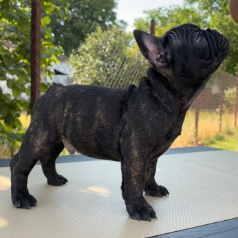 Francia bulldog kölykök