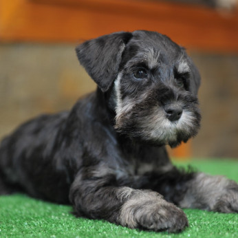 Miniatűr schnauzer GYÖNYÖRŰ kutyusok