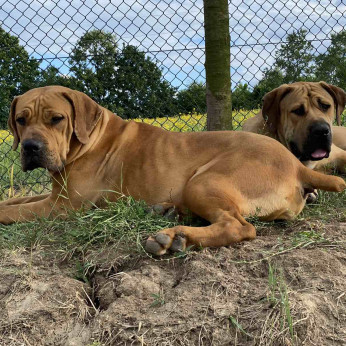 Dél-afrikai masztiff - Boerboel kölykök
