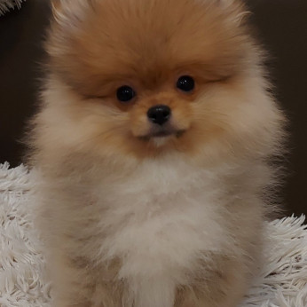 Pomerániaiak Boo kiskutyák eladók