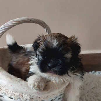 Shih-tzu babák Eladók!