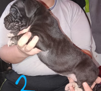 Német Dog kölykök