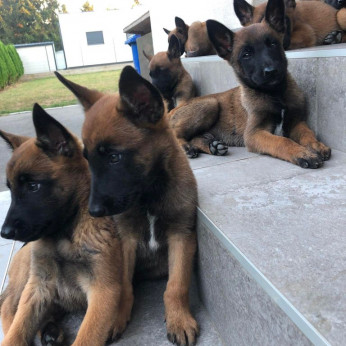 Belga malinois kölykök