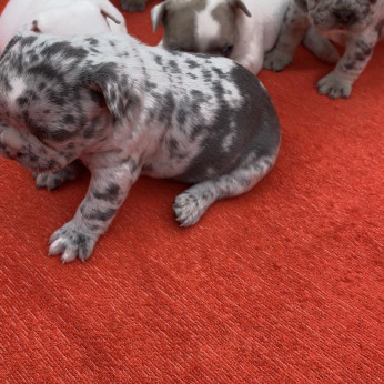 Francia bulldog minőségi kiskutyák foglalózhatóak