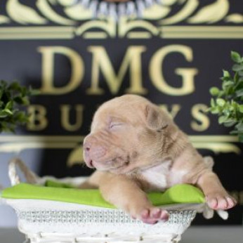 Amerikai Bully / Pit Bull Terrier kölykök