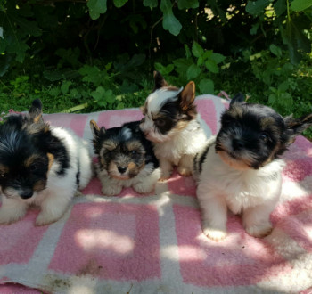 Biewer yorkshire yorki kisfiú - kislány 2 x oltva gazdit keres!
