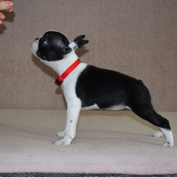 Boston terrier kölykök
