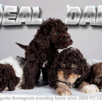 Lagotto Romagnolo – Ideal Dale tenyészetből