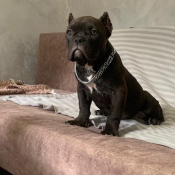 American Bully Exotic Micro kölykök