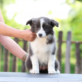 Border Collie kölykök