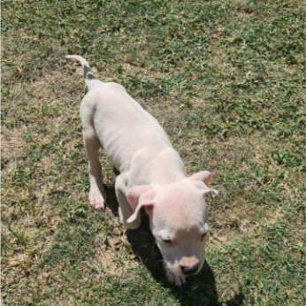 Dogo Argentino – Gyönyörű kölykök