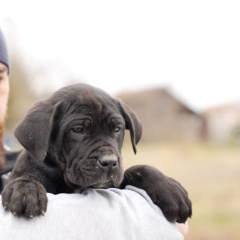 Cane Corso kölykök