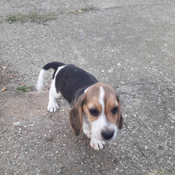 Beagle kiskutyák eladók