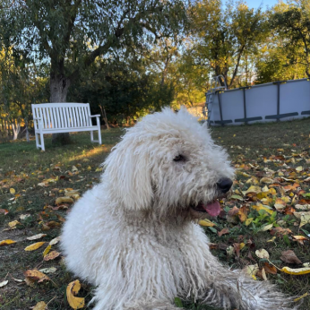 Cuki komondor szuka, 1,5 éves – Ingyen elvihető