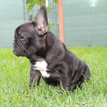 Francia bulldog FCI