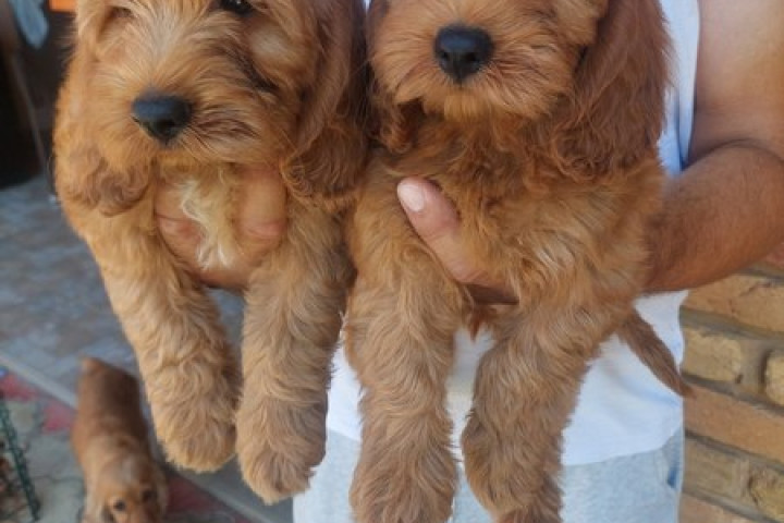 Cockapoo kölykök