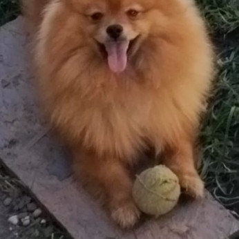 Pomerániai BOO TOP osztályú kölykök