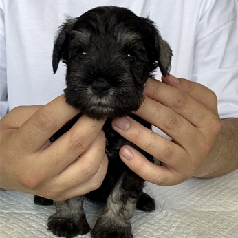 Miniatűr schnauzer kölykök