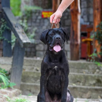Cane Corso kan kiskutya
