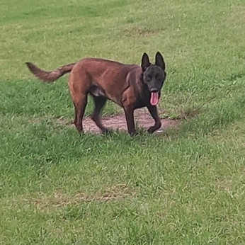Malinois belga juhászkutya kölykök