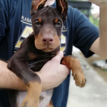 Doberman kiskutyák eladók