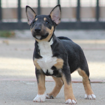 Mini Bull Terrier Kölyökkutyák