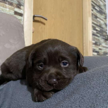 Labrador retriever kölykök