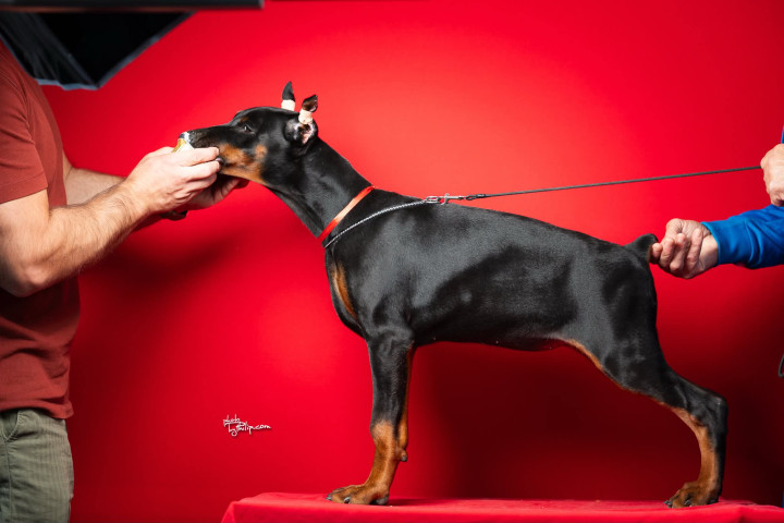 Doberman kiskutyák eladók
