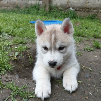 SZIBÉRIAI HUSKY kölykök