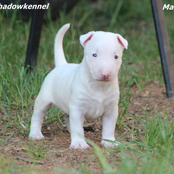 Mini bullterrier kölykök