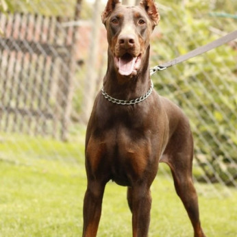 Doberman TOP kölykök