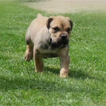 Boerboel (dél-afrikai masztiff) kölykök