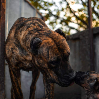 Presa Canario kiskutyák eladók