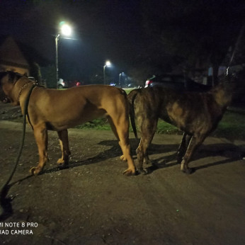 Presa Canario kiskutyák eladók