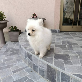 Miniatűr Spitz kölykök