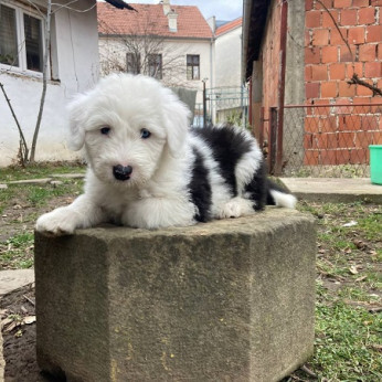 Bobtail kölykök