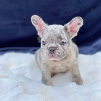 Francia bulldogok eladók. Üzleti WhatsApp: +37256348129