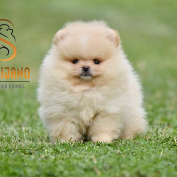 Pomeranian BOO macik, Pomerániai törpespicc kölykök
